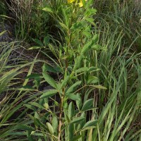 Crotalaria micans Link